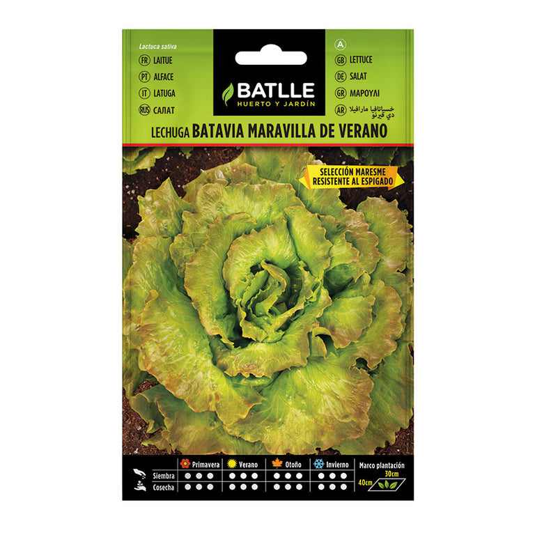 Semillas BATLLE de Lechuga Batavia Maravilla de Verano, variedad resistente al espigado.
