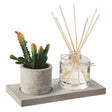 Difusor de Aromas Ambre & Jersey con Planta Decorativa 20cm