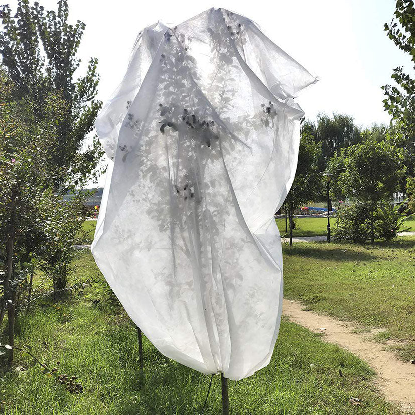 Árbol frutal protegido con saco térmico blanco translúcido en jardín
