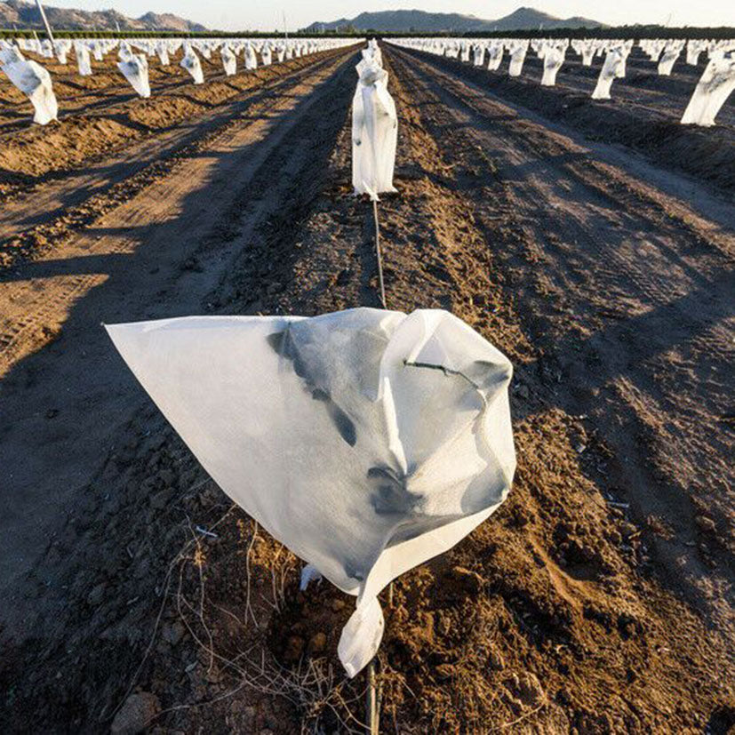 Plantación agrícola con múltiples capuchas térmicas individuales para cultivos