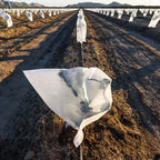 Plantación agrícola con múltiples capuchas térmicas individuales para cultivos