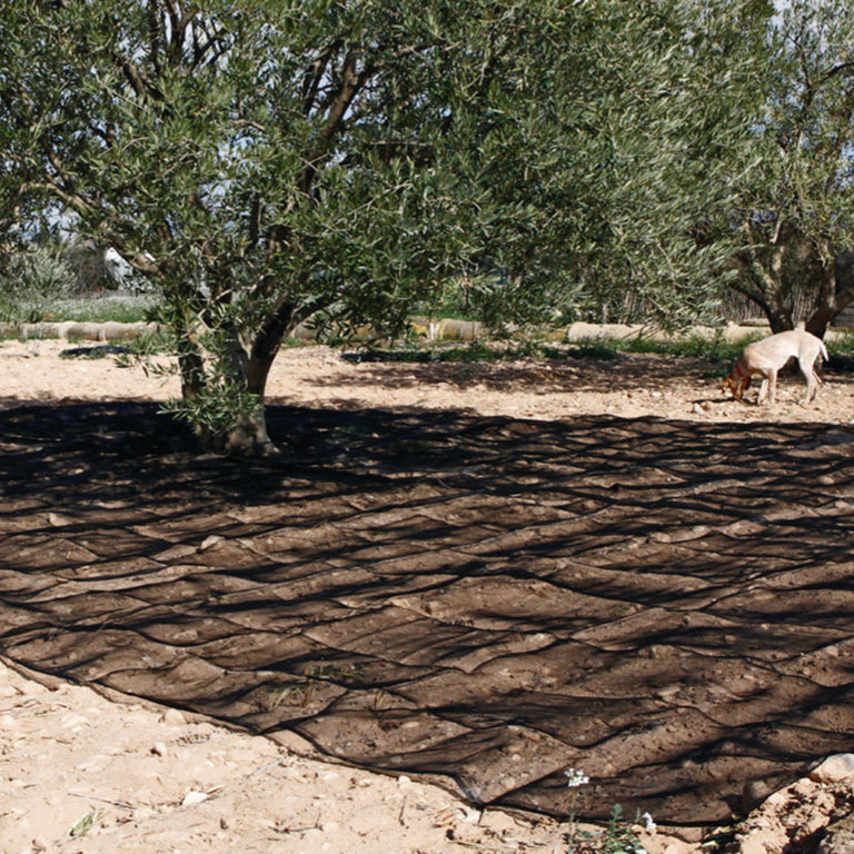 Manto de recolección negro LISTA extendido bajo un olivo para recogida de aceitunas y frutos secos.
