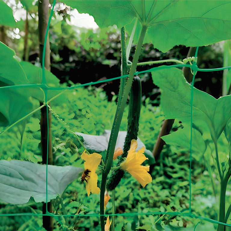 Malla de entutorar verde LISTA de 2x10 metros instalada en cultivo de pepinos con flores amarillas