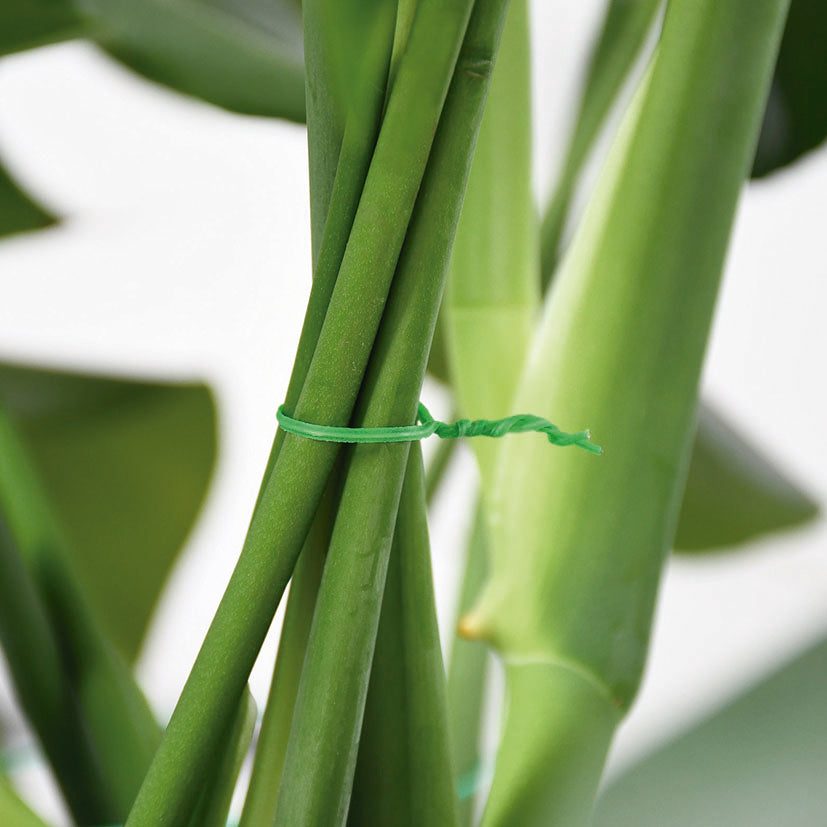 Detalle de uso del precinto verde Lista sujetando tallos de una planta de interior de forma segura y discreta.