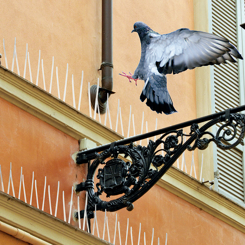 Ejemplo de instalación de pinchos antipalomas en cornisa de edificio con paloma volando