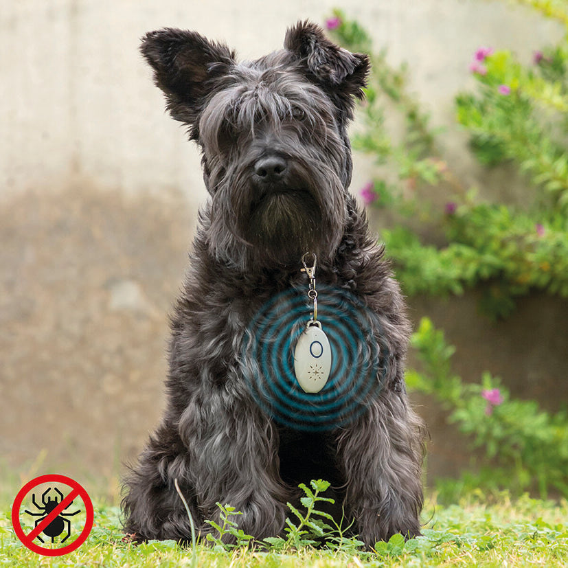 Colgante antiparásitos ultrasónico colocado en el collar de un perro Schnauzer negro en exteriores