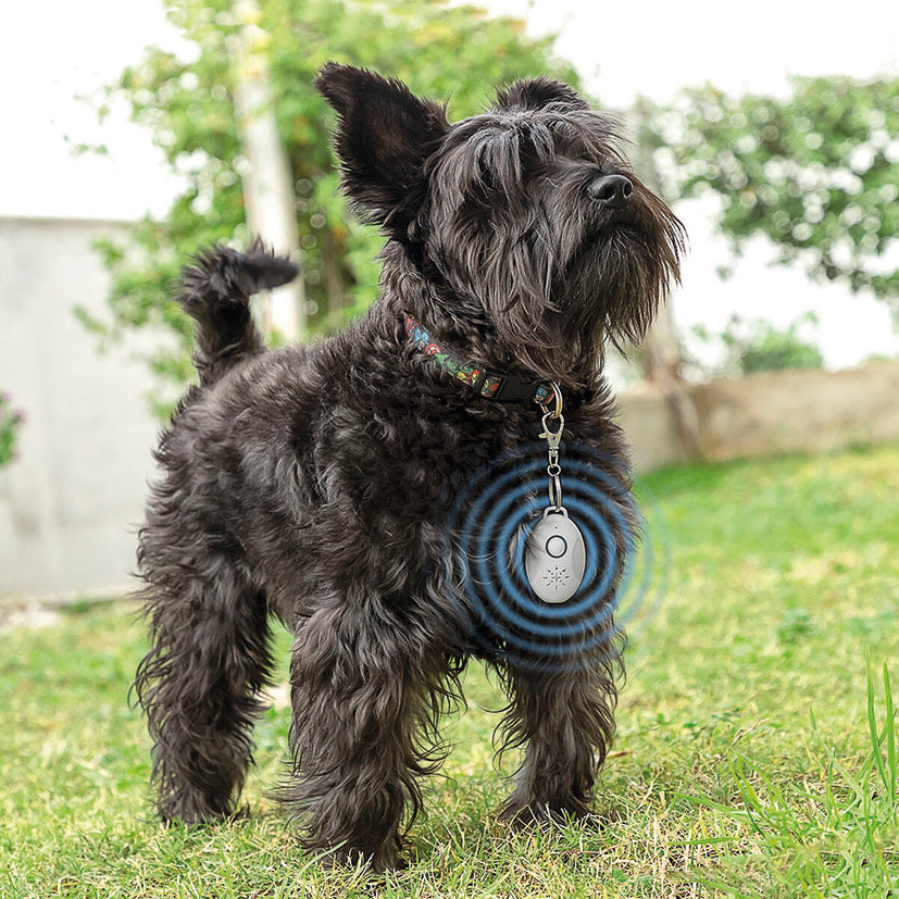 Perro Schnauzer de pie en el césped con el dispositivo repelente de insectos colgando de su collar