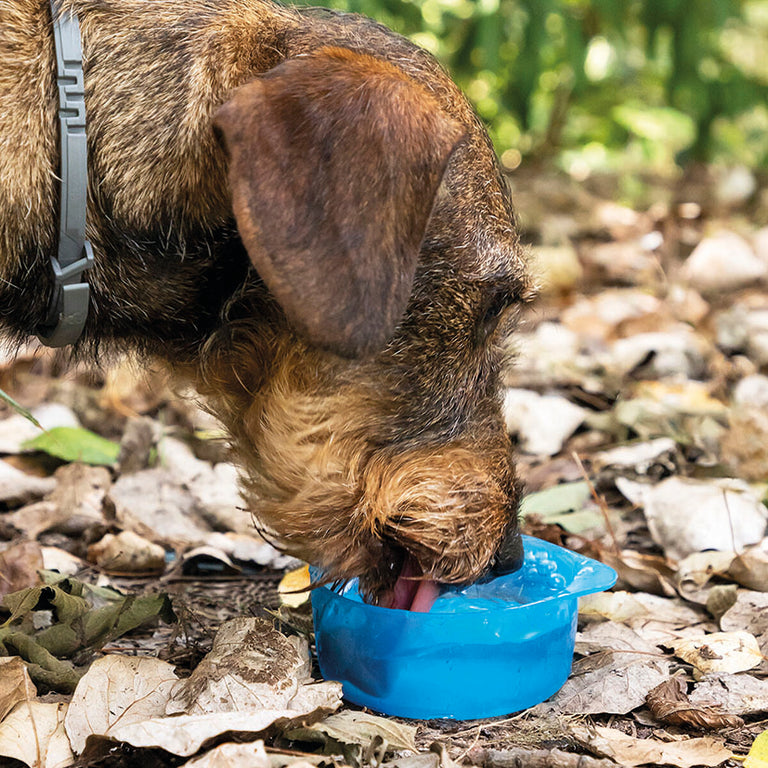 Perro bebiendo agua del cuenco integrado de la botella portátil en un entorno natural.