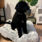 Perro de pelo rizado negro sentado sobre cama de pelo JOCCA gris en un salón