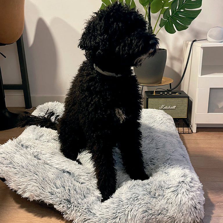 Perro de pelo rizado negro sentado sobre cama de pelo JOCCA gris en un salón