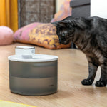Gato doméstico observando la fuente de agua automática con sensor de movimiento en el suelo.